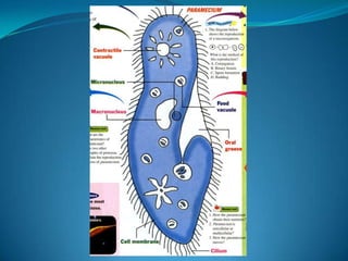 Microb