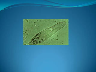 Microb