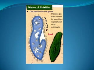 Microb