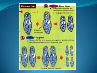 Microb