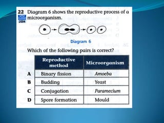 Microb
