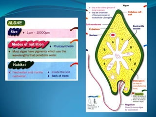 Microb