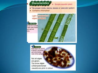 Microb