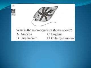 Microb