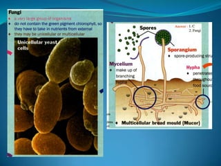 Microb