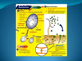 Microb