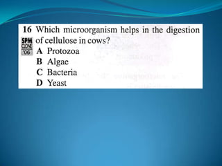 Microb