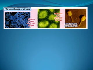 Microb