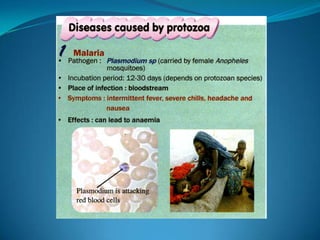 Microb