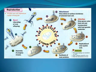 Microb