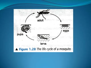 Microb