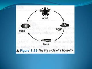 Microb
