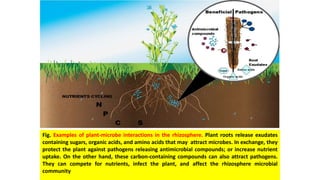 Fig. Examples of plant-microbe interactions in the rhizosphere. Plant roots release exudates
containing sugars, organic acids, and amino acids that may attract microbes. In exchange, they
protect the plant against pathogens releasing antimicrobial compounds; or increase nutrient
uptake. On the other hand, these carbon-containing compounds can also attract pathogens.
They can compete for nutrients, infect the plant, and affect the rhizosphere microbial
community
 