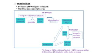 2. Mineralization
• Breakdown OM  inorganic compounds
• Microbial process: accomplished by enzymes excreted into the soil
Plant uptake
Nitrite
NO2
-
Nitrate
NO3
-
energy for
nitrifying
bacteria*
Nitrification
For Nitrogen
proteins
(insoluble)
amino
acids
energy for heterotrophic bacteria
proteases
Ammonium
NH4
+
Mineralization
* In 2 steps by 2 different kinds of bacteria – (1) Nitrosomonas oxidize
NH3 to nitrites + (2) Nitrobacter oxidize nitrites to nitrates
 