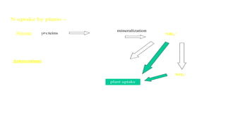 NH4
+
proteins
mineralization
NO3
-
plant uptake
1) Nitrate (NO3
-)
• Preferred by most plants, easier to take up
• Even though requires conversion to NH4
+
before be used ß lots of energy
N uptake by plants – Chemical form taken up can vary
2) Ammonium (NH4
+ ) –
• Used directly by plants in soils with
low nitrification rates (e.g. wet
soils)
• vs. taking up & storing NH4
+
problematic
• More strongly bound to soil
particles
• Acidifies the soil
 
