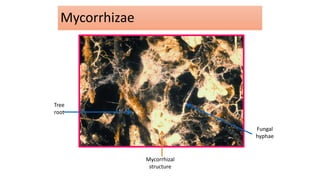 Mycorrhizae
Tree
root
Mycorrhizal
structure
Fungal
hyphae
 
