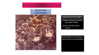 Fungi-Plant Interaction
Mycorrhizae
(root fungus)
Nearly 90% of native plants
have mycorrhiza association
Mycorrhiza: Symbiotic
relationship between plants
(roots) & soil fungi
- extension of root system
- fungus enhances nutrient
and water intake
- plants provide carbon
source
 