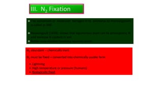 III. N2 Fixation
N2 abundant – chemically inert
N2 must be fixed = converted into chemically usable form
• Lightning
• High temperature or pressure (humans)
• Biologically fixed
 The conversion of molecular Nitrogen in to ammonia by microorganism
is called as BNF
 Boussingault (1838). Shows that leguminous plant can fix atmospheric N
and increase N content in soil.
 Better crop rotation involving legumes plant .
 