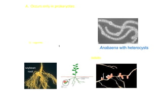 Examples of plant–N2-fixing symbiotic systems –
1) Legumes
eg. Peas, Soybeans, Clovers
• Widespread
• bacteria = e.g., Rhizobium spp.
• Those with N2-fixing symbionts form root “nodules”
A. Occurs only in prokaryotes:
• Bacteria (e.g. Rhizobium, Frankia)
• Cyanobacteria (e.g. Nostoc, Anabaena)
 Free-living in soil/water – heterocysts
 Symbiotic with plants – root nodules
 Loose association with plants
Anabaena with heterocysts
soybean
root
 