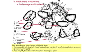 V. Rhizosphere interactions
– the belowground foodweb
Zone within 2 mm of roots – hotspot of biological activity
• Roots exude C & cells slough off = lots of goodies for soil microbes  lots of microbes for their consumers
(protozoans, arthropods)
• “Free living” N2-fixers thrive in the rhizosphere of some grass species
Fine root
 