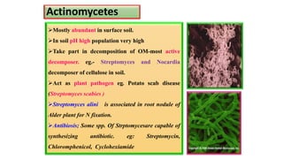 Actinomycetes
Mostly abundant in surface soil.
In soil pH high population very high
Take part in decomposition of OM-most active
decomposer. eg.- Streptomyces and Nocardia
decomposer of cellulose in soil.
Act as plant pathogen eg. Potato scab disease
(Streptomyces scabies )
Streptomyces alini is associated in root nodule of
Alder plant for N fixation.
Antibiosis; Some spp. Of Strptomycesare capable of
synthesizing antibiotic. eg: Streptomycin,
Chloromphenicol, Cyclohexiamide
 