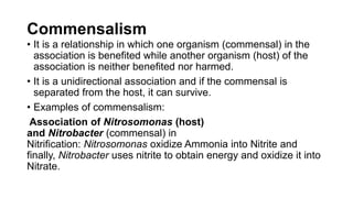Commensalism
• It is a relationship in which one organism (commensal) in the
association is benefited while another organism (host) of the
association is neither benefited nor harmed.
• It is a unidirectional association and if the commensal is
separated from the host, it can survive.
• Examples of commensalism:
Association of Nitrosomonas (host)
and Nitrobacter (commensal) in
Nitrification: Nitrosomonas oxidize Ammonia into Nitrite and
finally, Nitrobacter uses nitrite to obtain energy and oxidize it into
Nitrate.
 