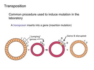 [Micro] bacterial genetics (6 jan) | PPT