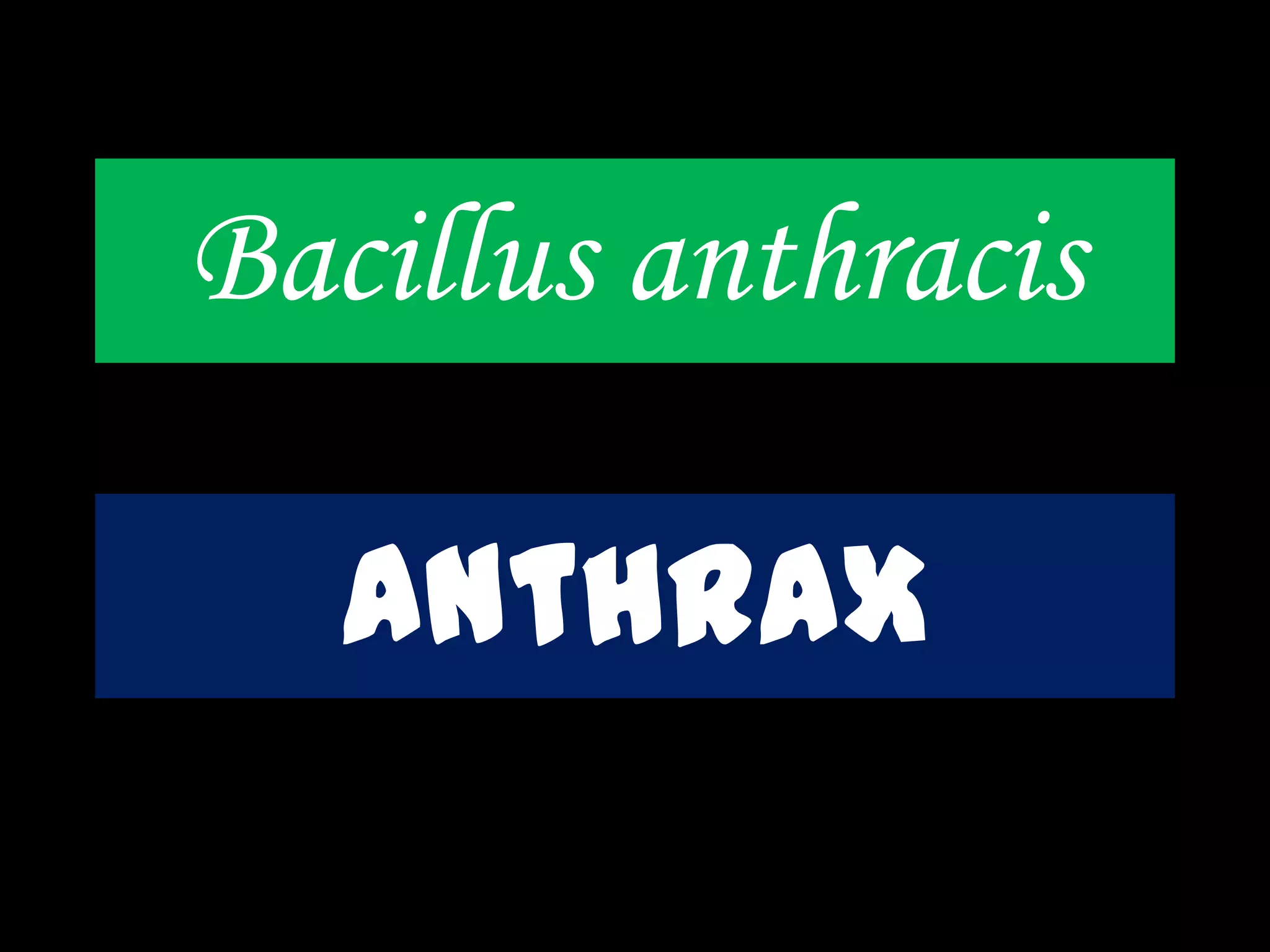 Bacillus anthracis
Anthrax
 