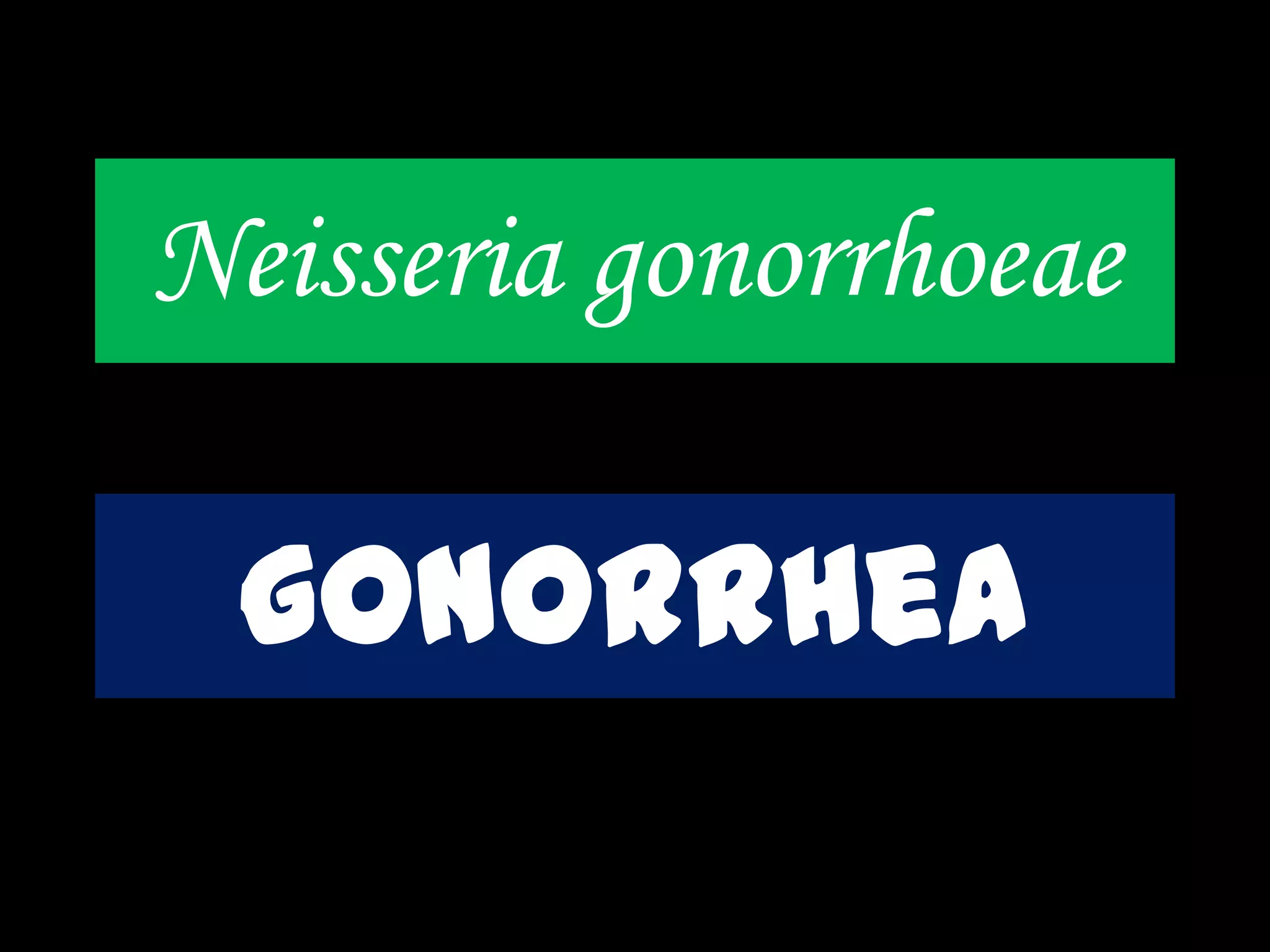 Neisseria gonorrhoeae
gonorrhea
 