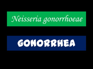 Neisseria gonorrhoeae
gonorrhea
 