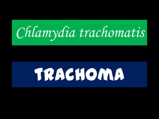 Chlamydia trachomatis
trachoma
 