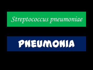 Streptococcus pneumoniae
pneumonia
 