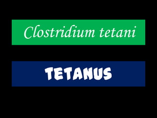 Clostridium tetani
tetanus
 