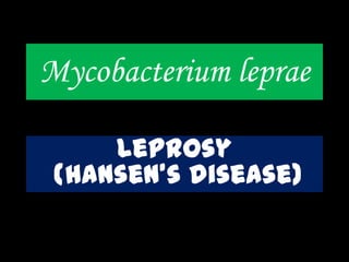 Mycobacterium leprae
Leprosy
(hansen’s disease)
 