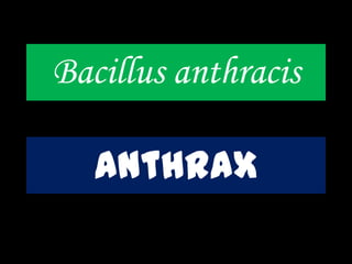 Bacillus anthracis
Anthrax
 