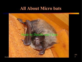 All About Micro bats Made by Danilla and Claire  