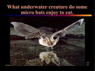 Microbats by Danilla and Claire | PPT