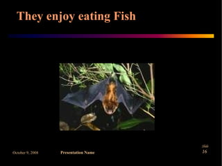 Microbats by Danilla and Claire | PPT