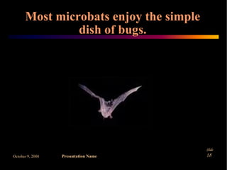 Microbats Predators Microbats by Danilla and Claire | PPT