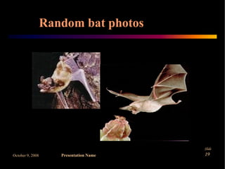 Microbats Predators Microbats by Danilla and Claire | PPT