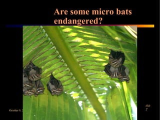 Microbats by Danilla and Claire | PPT