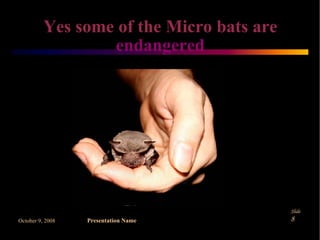 Microbats Predators Microbats by Danilla and Claire | PPT