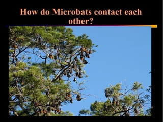 Microbats by Danilla and Claire | PPT