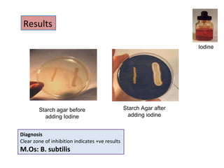 Microbial Biochemistry Practical view | PPT
