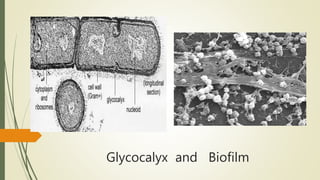 Glycocalyx and Biofilm
 