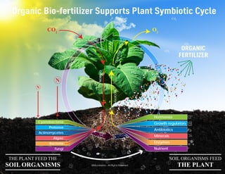 N
N
THE PLANT FEED THE
SOIL ORGANISMS
SOIL ORGANISMS FEED
THE PLANT
CO2
CO2
CO2
CO2
CO2
CO2
CO2
CO2
CO2
Cyanobacteria
Protozoa
Actinomycetes
Algae
Bacteria
Fungi
CARBON
GLUCOSE
G
L
U
C
O
S
E
CARBON
Hormones
Growth regulators
Antibiotics
Minerals
Enzymes
Nutrient
CO2
O2
Organic Bio-fertilizer Supports Plant Symbiotic Cycle
ORGANIC
FERTILIZER
 
