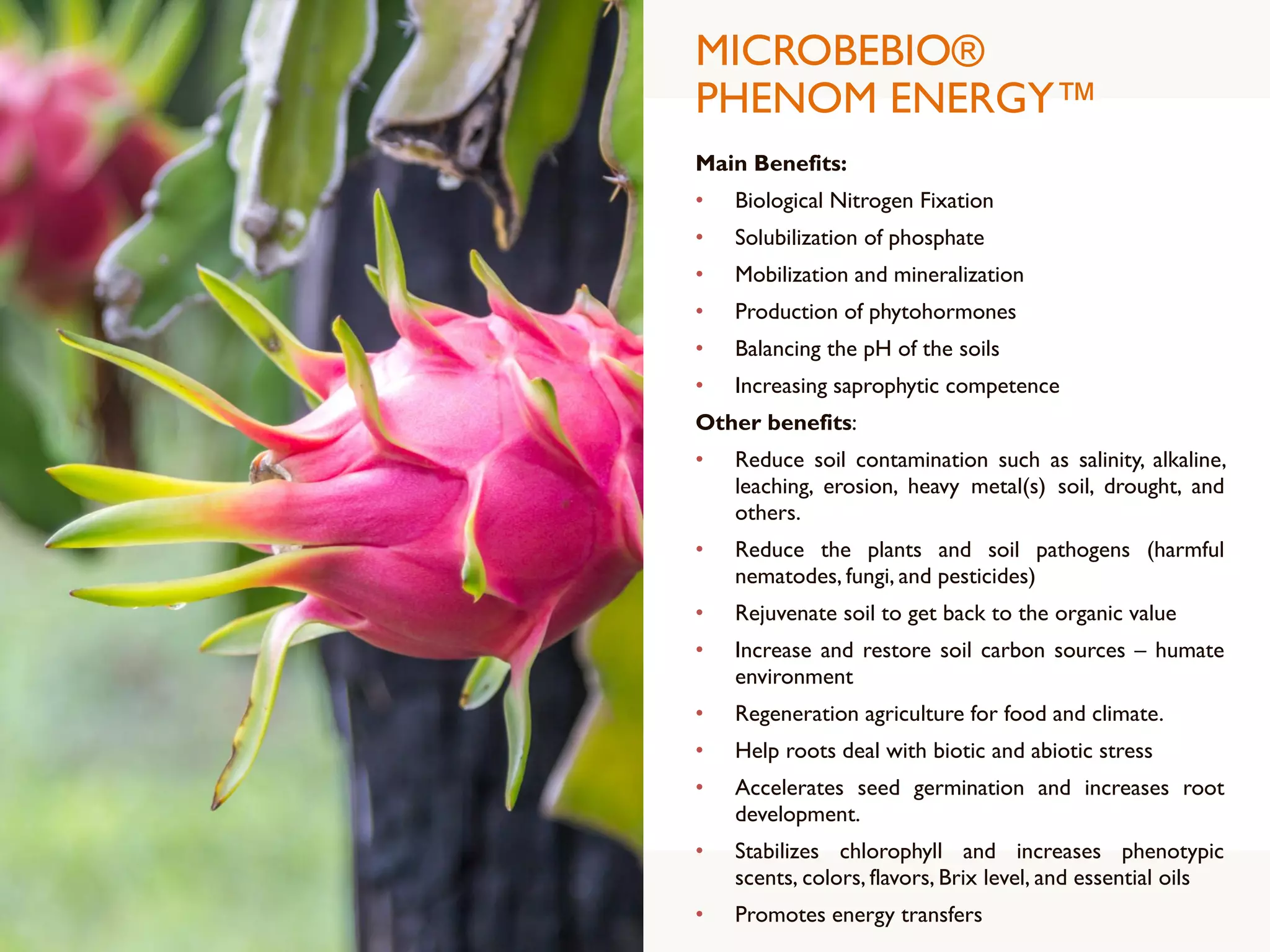 MICROBEBIO®
PHENOM ENERGY™
Main Benefits:
• Biological Nitrogen Fixation
• Solubilization of phosphate
• Mobilization and mineralization
• Production of phytohormones
• Balancing the pH of the soils
• Increasing saprophytic competence
Other benefits:
• Reduce soil contamination such as salinity, alkaline,
leaching, erosion, heavy metal(s) soil, drought, and
others.
• Reduce the plants and soil pathogens (harmful
nematodes, fungi, and pesticides)
• Rejuvenate soil to get back to the organic value
• Increase and restore soil carbon sources – humate
environment
• Regeneration agriculture for food and climate.
• Help roots deal with biotic and abiotic stress
• Accelerates seed germination and increases root
development.
• Stabilizes chlorophyll and increases phenotypic
scents, colors, flavors, Brix level, and essential oils
• Promotes energy transfers
 