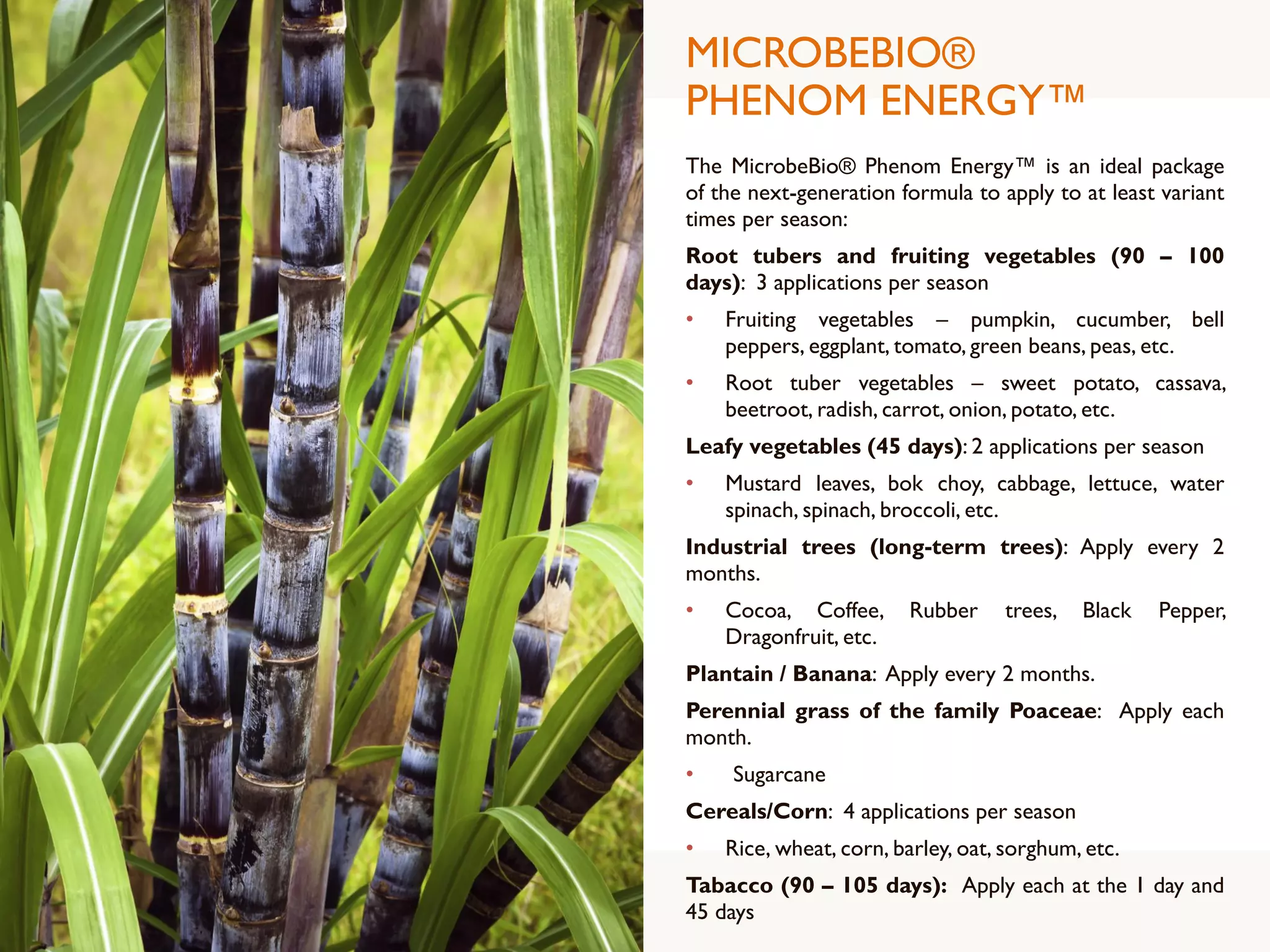 MICROBEBIO®
PHENOM ENERGY™
The MicrobeBio® Phenom Energy™ is an ideal package
of the next-generation formula to apply to at least variant
times per season:
Root tubers and fruiting vegetables (90 – 100
days): 3 applications per season
• Fruiting vegetables – pumpkin, cucumber, bell
peppers, eggplant, tomato, green beans, peas, etc.
• Root tuber vegetables – sweet potato, cassava,
beetroot, radish, carrot, onion, potato, etc.
Leafy vegetables (45 days): 2 applications per season
• Mustard leaves, bok choy, cabbage, lettuce, water
spinach, spinach, broccoli, etc.
Industrial trees (long-term trees): Apply every 2
months.
• Cocoa, Coffee, Rubber trees, Black Pepper,
Dragonfruit, etc.
Plantain / Banana: Apply every 2 months.
Perennial grass of the family Poaceae: Apply each
month.
• Sugarcane
Cereals/Corn: 4 applications per season
• Rice, wheat, corn, barley, oat, sorghum, etc.
Tabacco (90 – 105 days): Apply each at the 1 day and
45 days
 