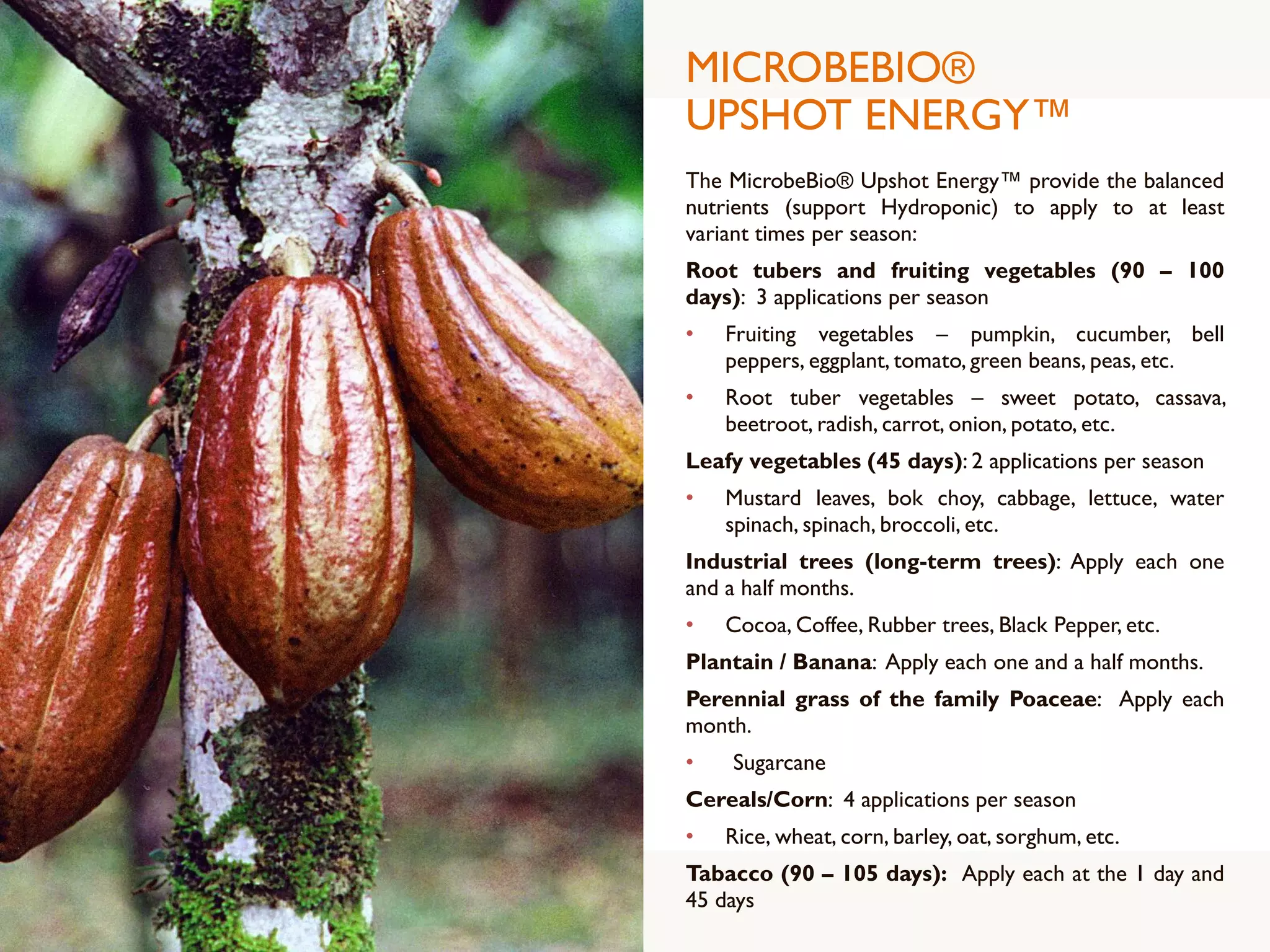 MICROBEBIO®
UPSHOT ENERGY™
The MicrobeBio® Upshot Energy™ provide the balanced
nutrients (support Hydroponic) to apply to at least
variant times per season:
Root tubers and fruiting vegetables (90 – 100
days): 3 applications per season
• Fruiting vegetables – pumpkin, cucumber, bell
peppers, eggplant, tomato, green beans, peas, etc.
• Root tuber vegetables – sweet potato, cassava,
beetroot, radish, carrot, onion, potato, etc.
Leafy vegetables (45 days): 2 applications per season
• Mustard leaves, bok choy, cabbage, lettuce, water
spinach, spinach, broccoli, etc.
Industrial trees (long-term trees): Apply each one
and a half months.
• Cocoa, Coffee, Rubber trees, Black Pepper, etc.
Plantain / Banana: Apply each one and a half months.
Perennial grass of the family Poaceae: Apply each
month.
• Sugarcane
Cereals/Corn: 4 applications per season
• Rice, wheat, corn, barley, oat, sorghum, etc.
Tabacco (90 – 105 days): Apply each at the 1 day and
45 days
 