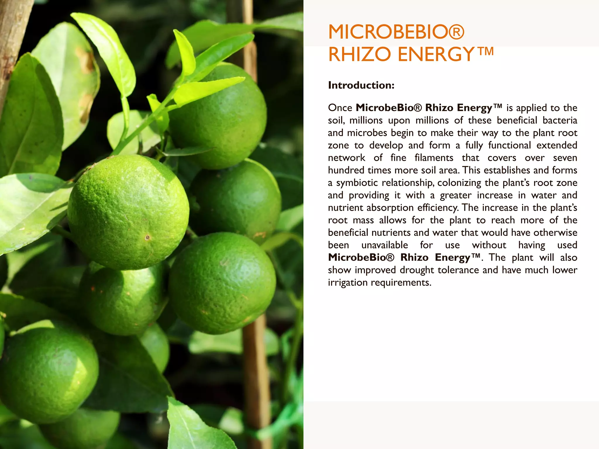 MICROBEBIO®
RHIZO ENERGY™
Introduction:
Once MicrobeBio® Rhizo Energy™ is applied to the
soil, millions upon millions of these beneficial bacteria
and microbes begin to make their way to the plant root
zone to develop and form a fully functional extended
network of fine filaments that covers over seven
hundred times more soil area. This establishes and forms
a symbiotic relationship, colonizing the plant’s root zone
and providing it with a greater increase in water and
nutrient absorption efficiency. The increase in the plant’s
root mass allows for the plant to reach more of the
beneficial nutrients and water that would have otherwise
been unavailable for use without having used
MicrobeBio® Rhizo Energy™. The plant will also
show improved drought tolerance and have much lower
irrigation requirements.
 